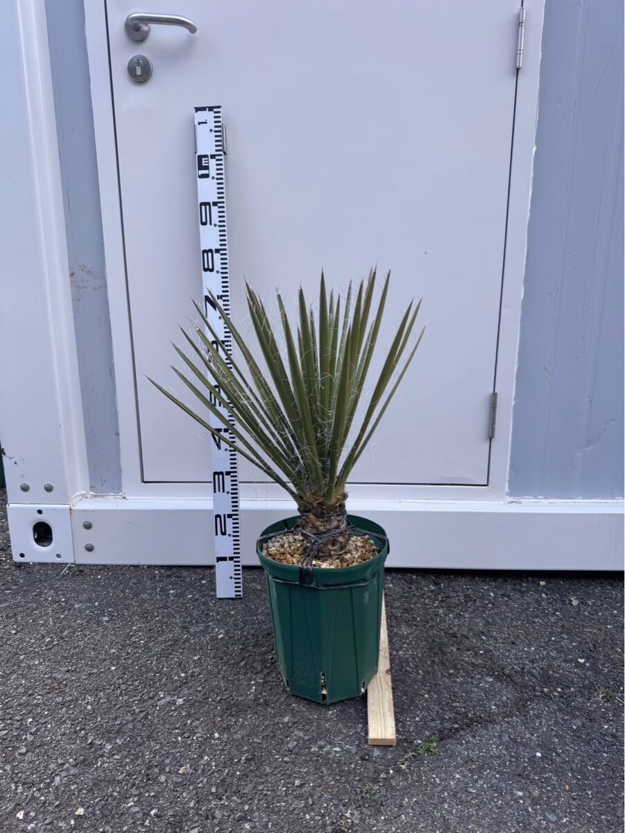 Yahoo!オークション -「フィリフェラ」(ユッカ) (観葉植物)の Yahoo!オークション -「フィリフェラ」(ユッカ) (観葉植物)の