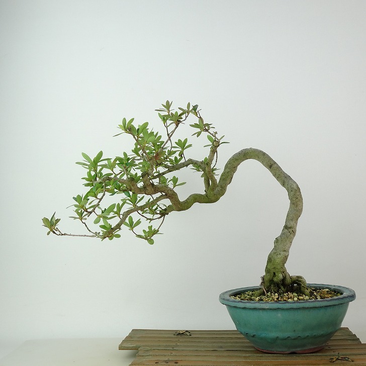 売れ筋オンライン 盆栽 皐月 金盃 樹高 約24cm さつき Rhododendron indicum サツキ ツツジ科 常緑樹 観賞用 現品