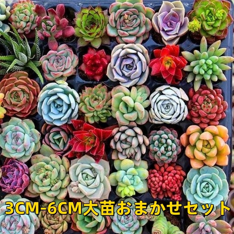 Yahoo!オークション -「多肉植物 エケベリア セット」の落札相場 Yahoo!オークション -「多肉植物 エケベリア セット」の落札相場