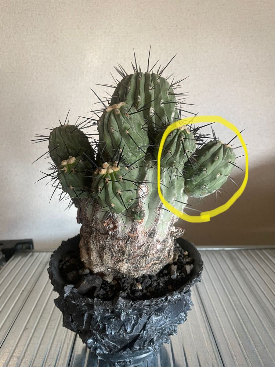 Yahoo!オークション -「黒王丸 現地球」(観葉植物) の落札相場 Yahoo!オークション -「黒王丸 現地球」(観葉植物) の落札相場