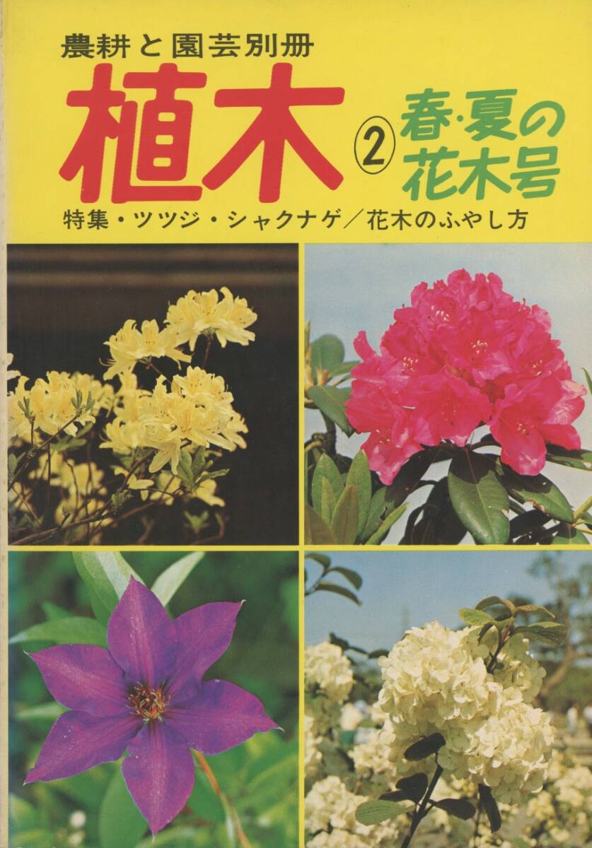 盆栽 木瓜 樹高 約16cm ぼけ Chaenomeles speciosa ボケ 白バラ