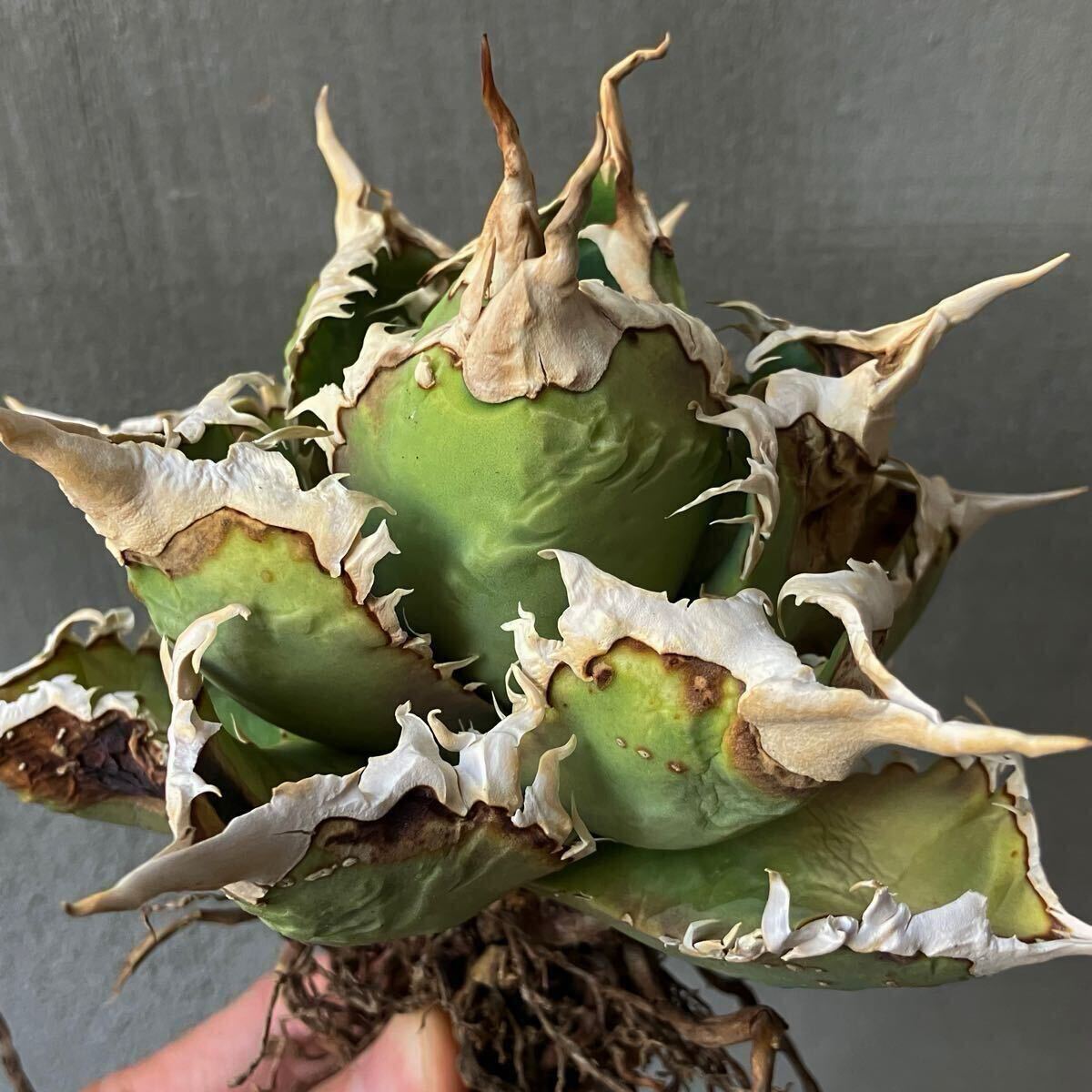 Yahoo!オークション -「ゴジラ」(アガベ) (観葉植物)の落札相場 Yahoo!オークション -「ゴジラ」(アガベ) (観葉植物)の落札相場