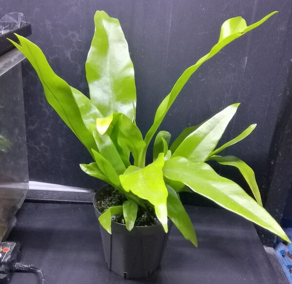 Microsorum greenflame シダ シダ植物 ミクロソリウム グリーンフレーム パルダリウム 観葉植物