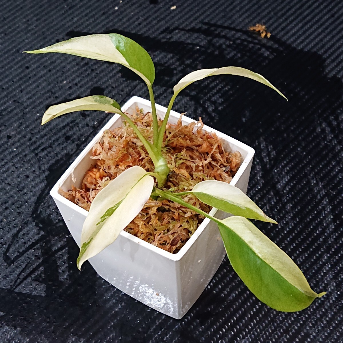 Yahoo!オークション -「ヒメモンステラ」(観葉植物) の落札相場 Yahoo!オークション -「ヒメモンステラ」(観葉植物) の落札相場