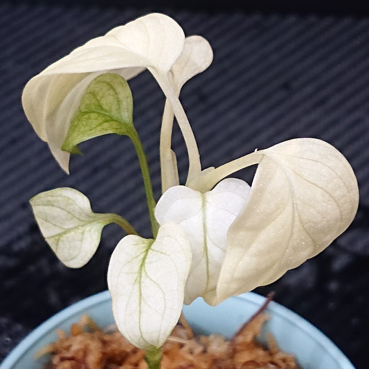 Yahoo!オークション -「フルムーン」(モンステラ) (観葉植物)の