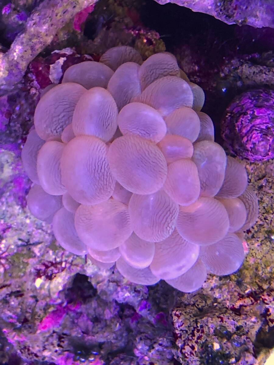 Yahoo!オークション -「バブルコーラル」(海水魚) (熱帯魚)の