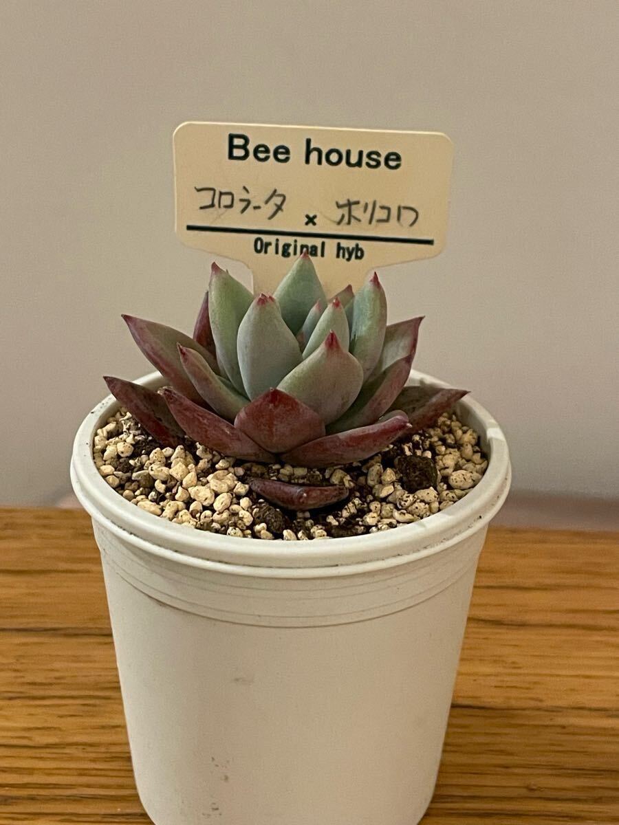 Yahoo!オークション -「ホリコロ」(サボテン) (観葉植物)の落札 Yahoo!オークション -「ホリコロ」(サボテン) (観葉植物)の落札