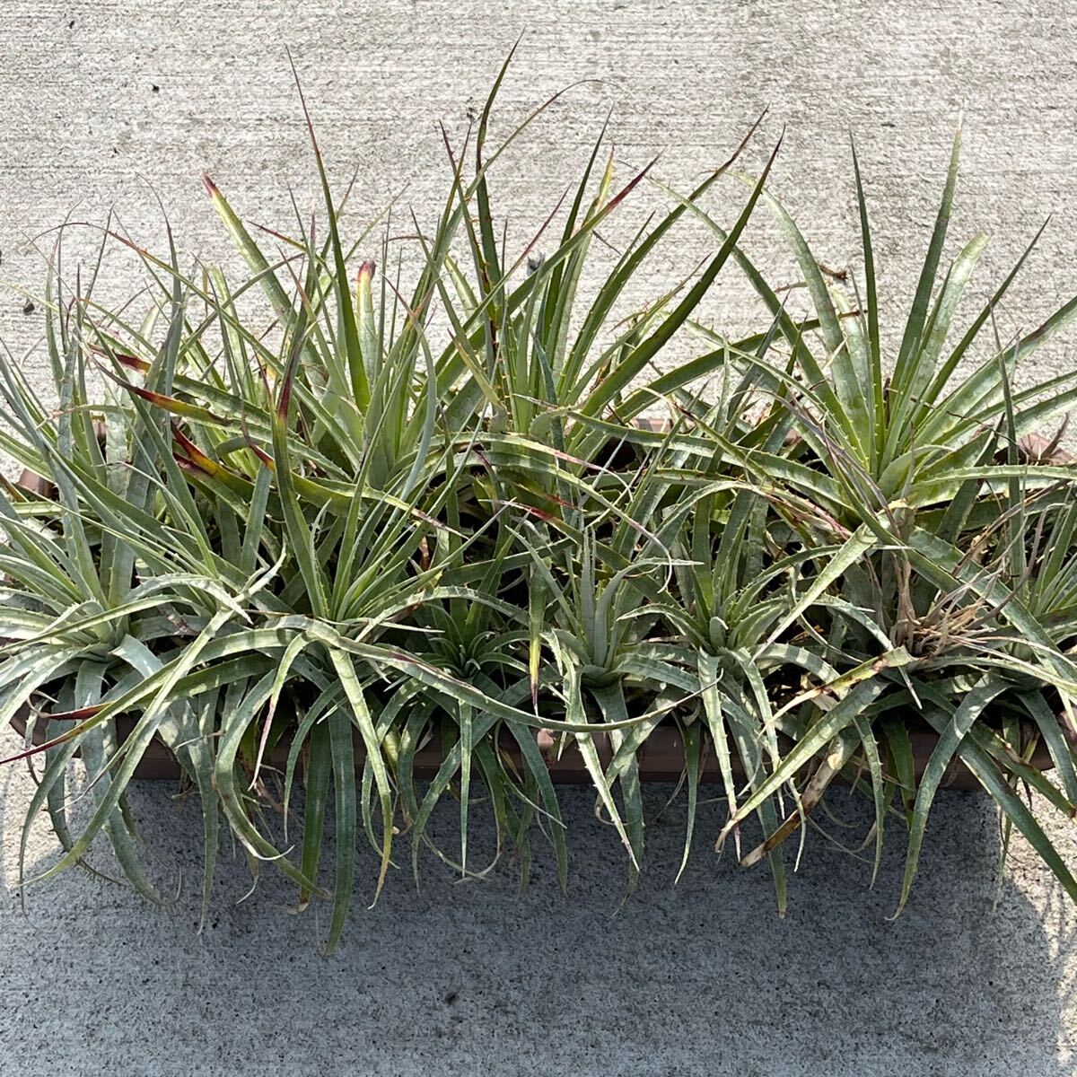 Yahoo!オークション -「プヤ セルーレア」(観葉植物) の落札相場 Yahoo!オークション -「プヤ セルーレア」(観葉植物) の落札相場