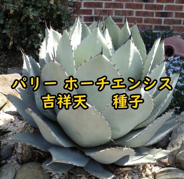 2025年最新】Yahoo!オークション -アガベ 吉祥天(観葉植物)の 2025年最新】Yahoo!オークション -アガベ 吉祥天(観葉植物)の