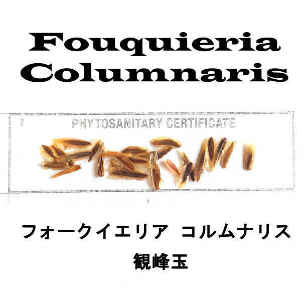 Yahoo!オークション -「フォークイエリア コルムナリス」(その他 Yahoo!オークション -「フォークイエリア コルムナリス」(その他