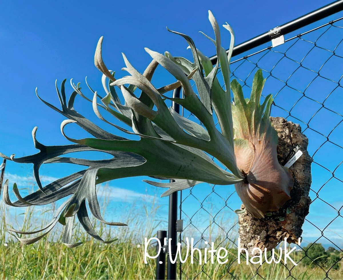 Yahoo!オークション -「hawk」(ビカクシダ、コウモリラン) (観葉 Yahoo!オークション -「hawk」(ビカクシダ、コウモリラン) (観葉