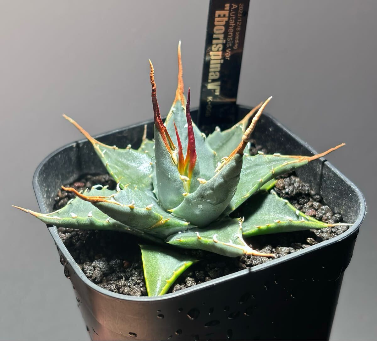 Yahoo!オークション -「パキプス」(アガベ) (観葉植物)の落札 Yahoo!オークション -「パキプス」(アガベ) (観葉植物)の落札
