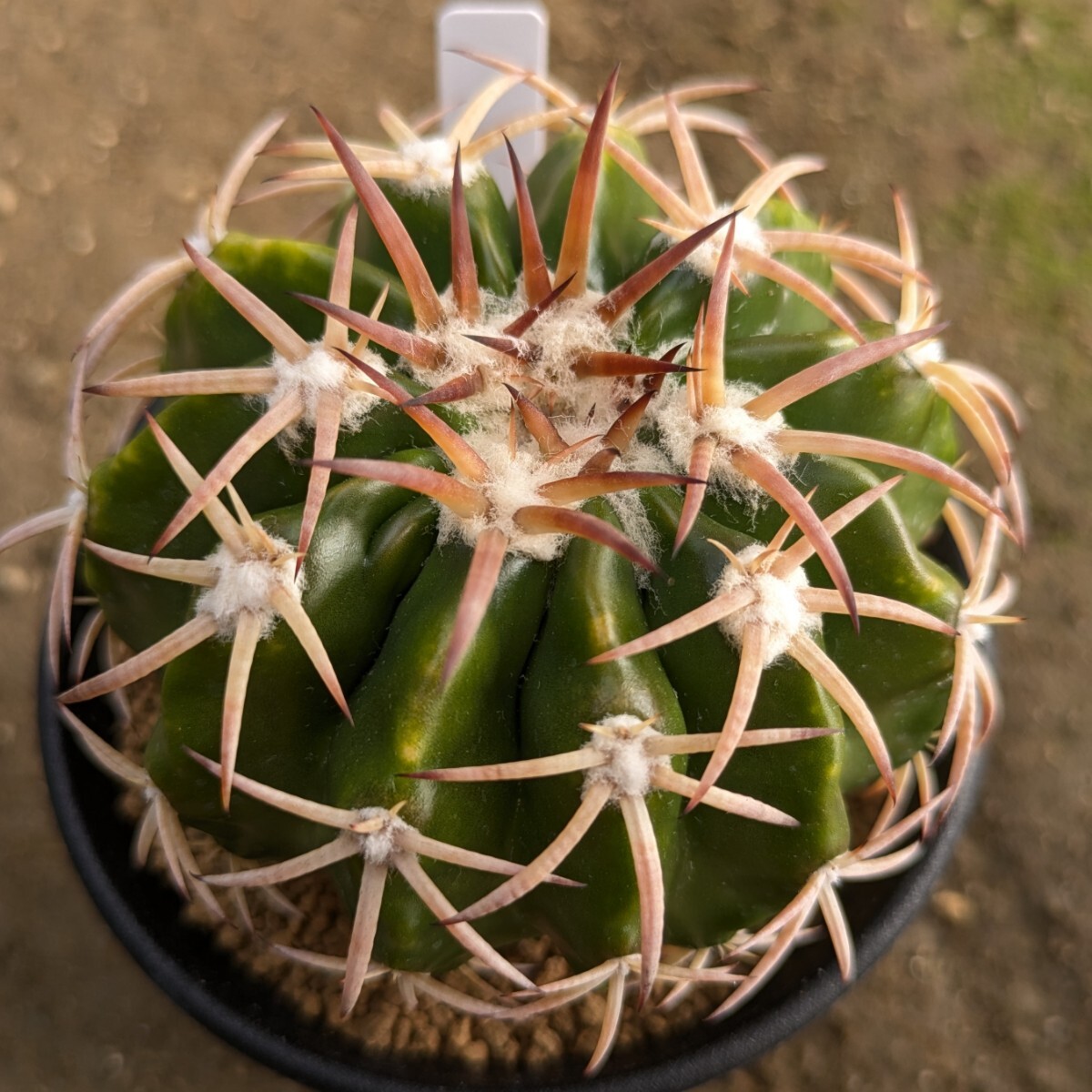 Yahoo!オークション -「ディスコカクタス」(サボテン) (観葉植物