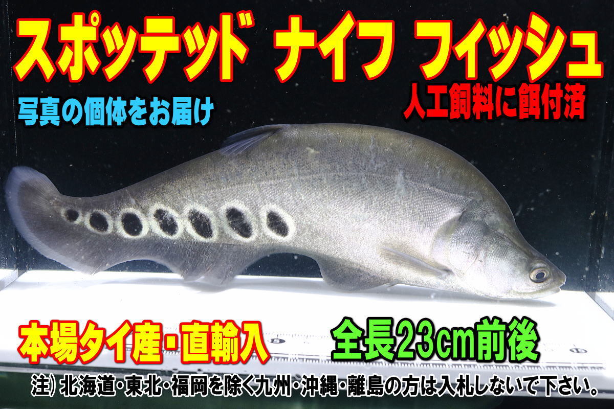 楽天市場】(熱帯魚 生体)アルビノ ピュアホワイト ナイフ （約