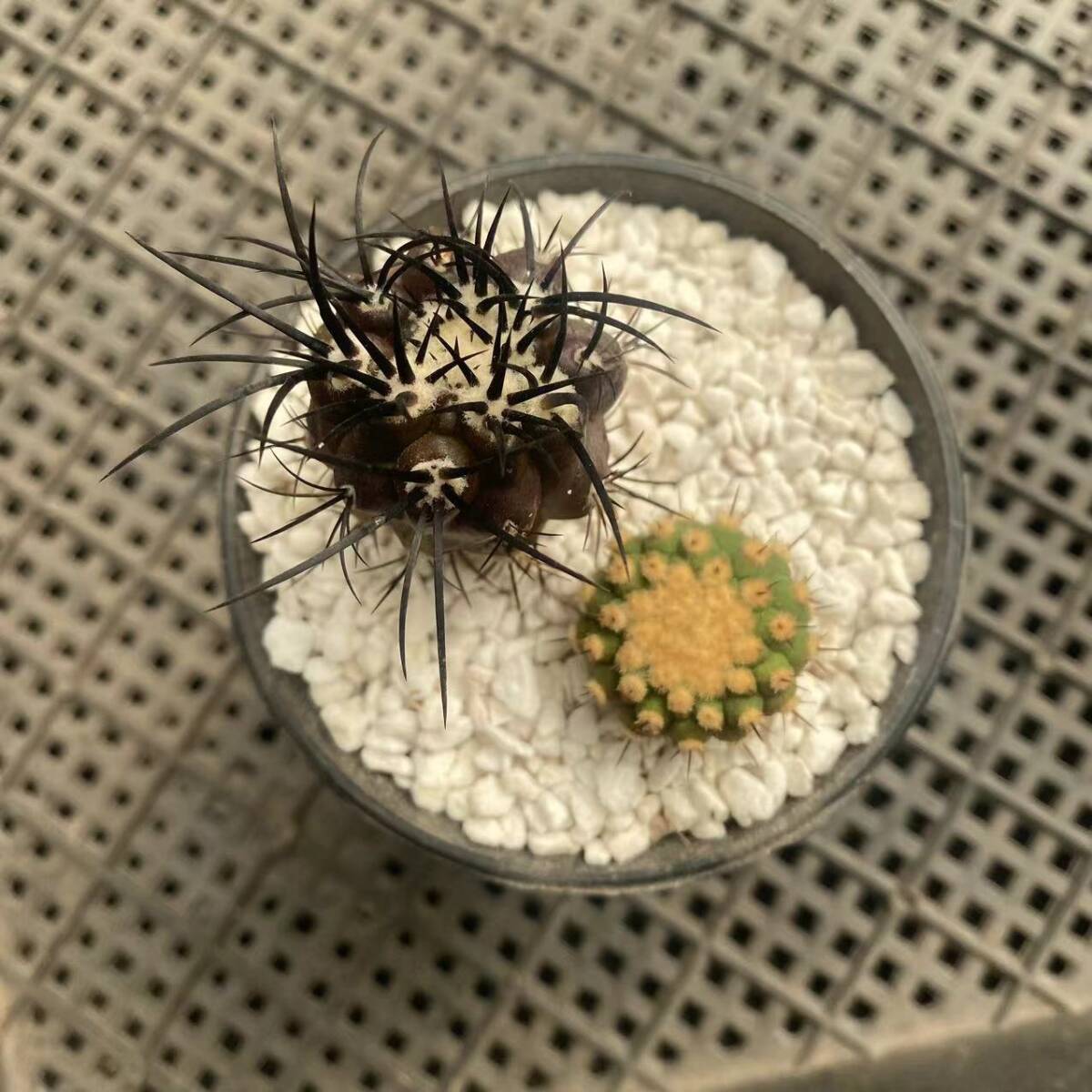 Yahoo!オークション -「ビオラセア」(サボテン) (観葉植物)の Yahoo!オークション -「ビオラセア」(サボテン) (観葉植物)の