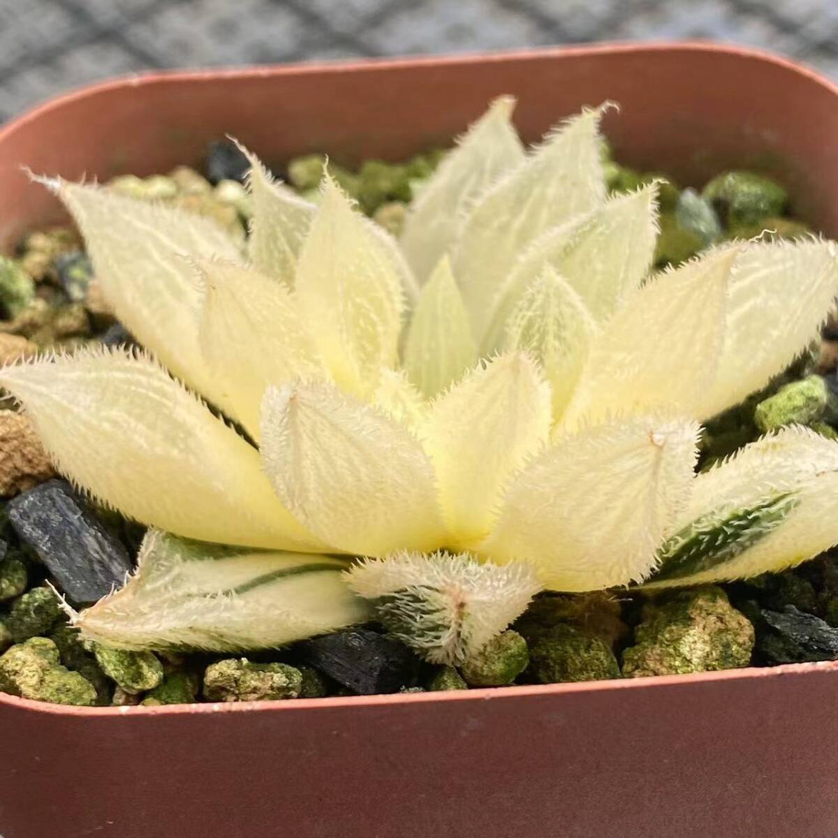 Yahoo!オークション -「伝」(観葉植物) の落札相場・落札価格 Yahoo!オークション -「伝」(観葉植物) の落札相場・落札価格