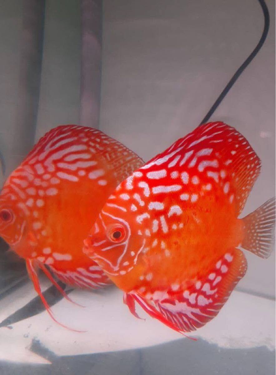 Yahoo!オークション -ディスカス(淡水魚)の落札相場・落札価格(8