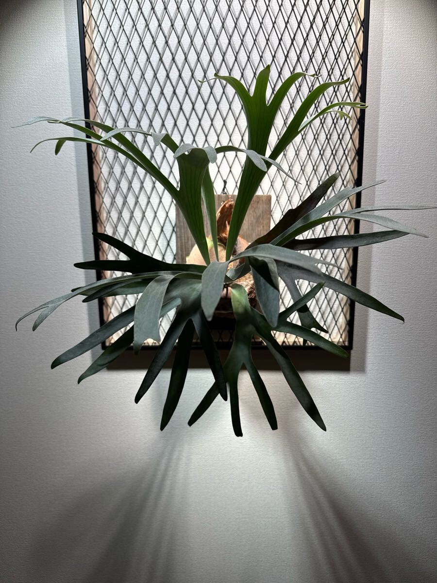 ペガサス　ビカクシダ　大株 Yahoo!オークション -「ペガサス」(ビカクシダ、コウモリラン