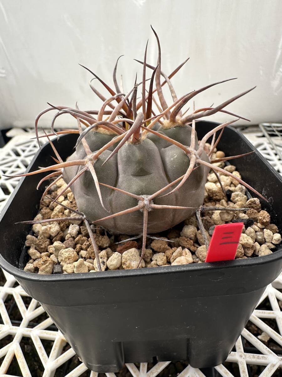 Yahoo!オークション -「サボテン 魔天竜」(観葉植物) の落札相場 Yahoo!オークション -「サボテン 魔天竜」(観葉植物) の落札相場