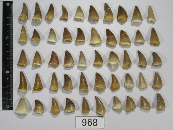 ◆化石 モササウルスの歯◆50個セット◆2cm-3cm◆恐竜の歯◆送料無料