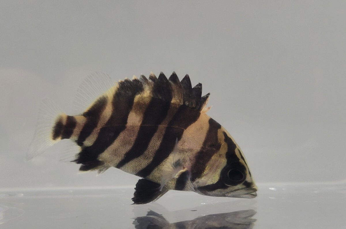 Yahoo!オークション -「ダトニオプラスワン」(熱帯魚) (魚類