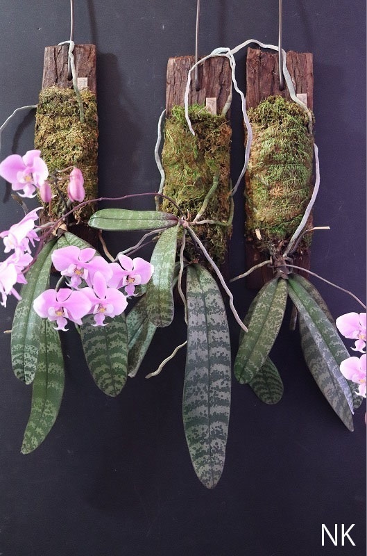 Yahoo!オークション -「phal.schilleriana」(花) (鉢植え)の落札