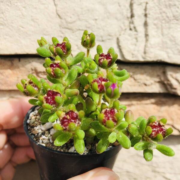 ドロサンテマム 紅宝石 発根済み 多肉植物