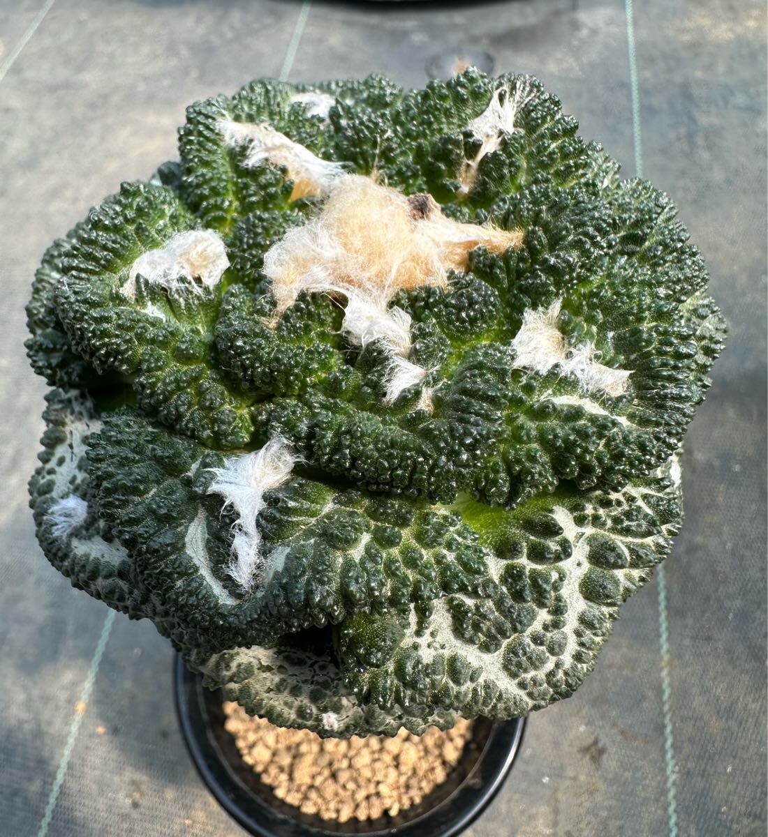 Yahoo!オークション -「godzilla」(サボテン) (観葉植物)の落札 Yahoo!オークション -「godzilla」(サボテン) (観葉植物)の落札