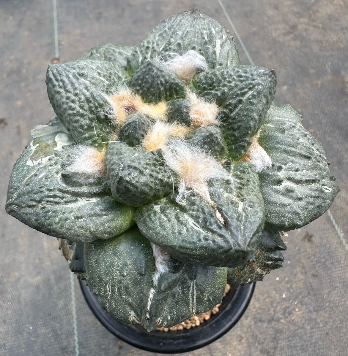 Yahoo!オークション -「godzilla」(サボテン) (観葉植物)の落札 Yahoo!オークション -「godzilla」(サボテン) (観葉植物)の落札