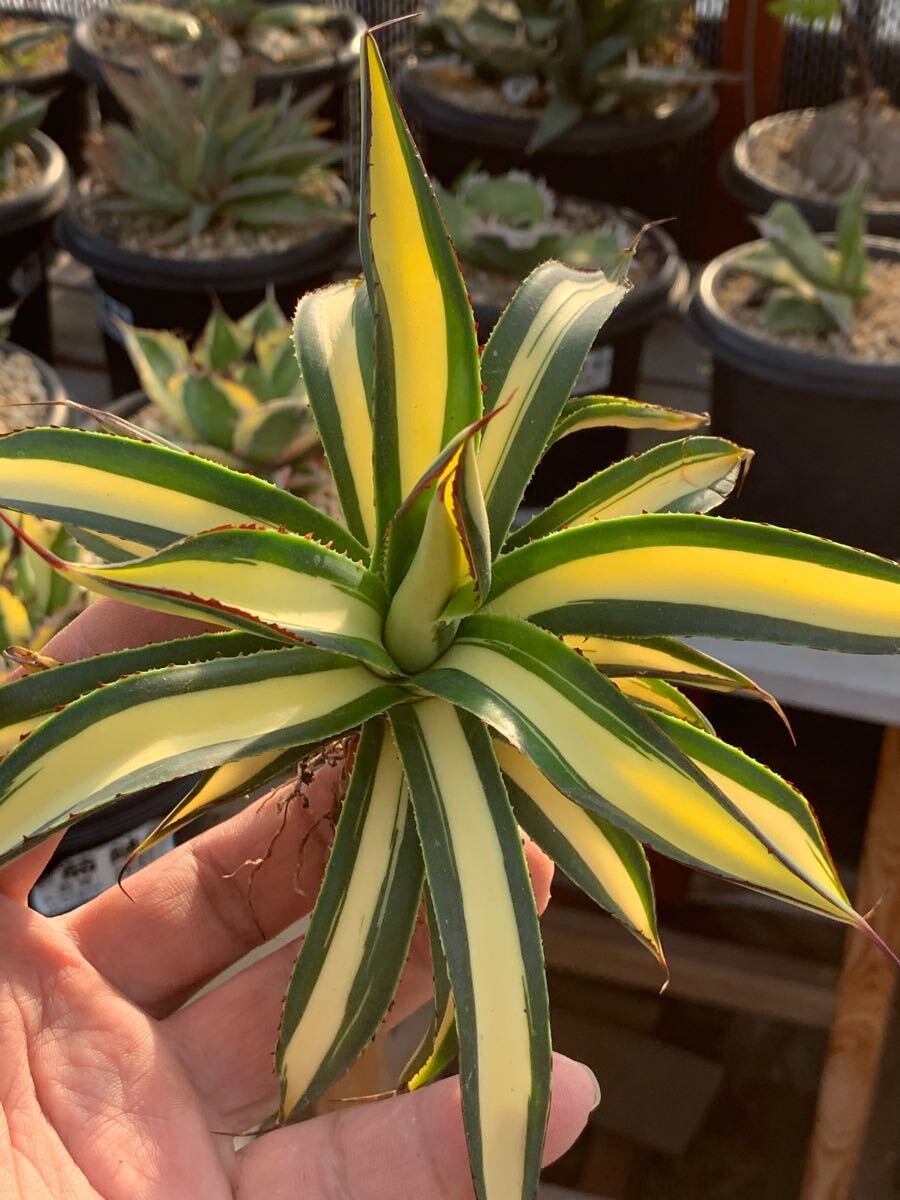 Yahoo!オークション -「アガベ ブルーグロー」(観葉植物) の落札 Yahoo!オークション -「アガベ ブルーグロー」(観葉植物) の落札