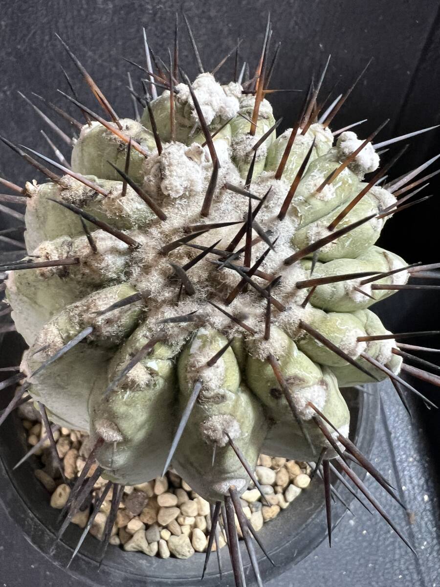 copiapoa cinerea ver.dealbata《L size》※現地球発根後店主国