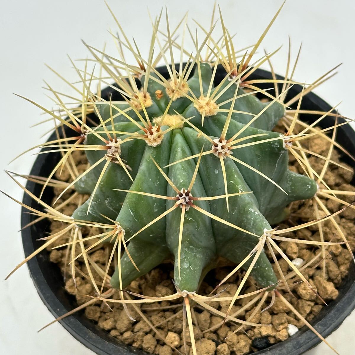 Yahoo!オークション -「王冠竜」(サボテン) (観葉植物)の落札 Yahoo!オークション -「王冠竜」(サボテン) (観葉植物)の落札