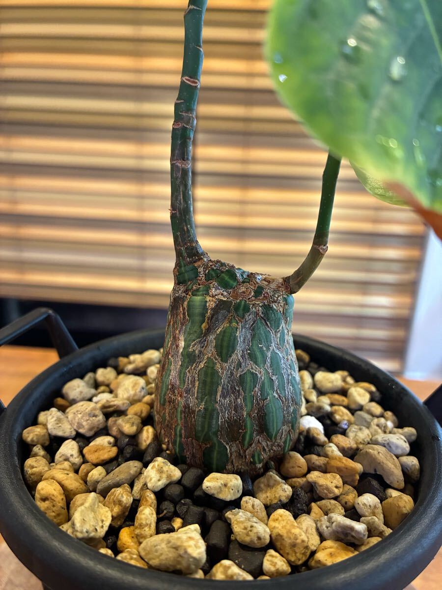 Yahoo!オークション -「ボンバックス」(観葉植物) の落札相場 Yahoo!オークション -「ボンバックス」(観葉植物) の落札相場