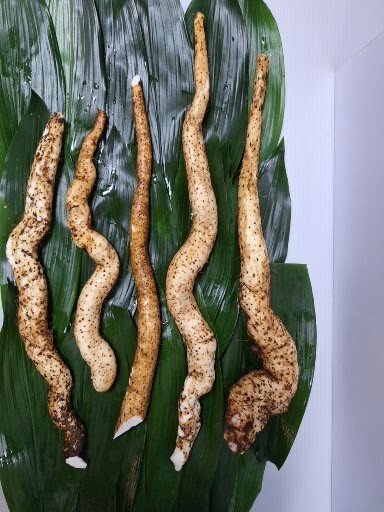 Yahoo!オークション -「自然薯」の落札相場・落札価格