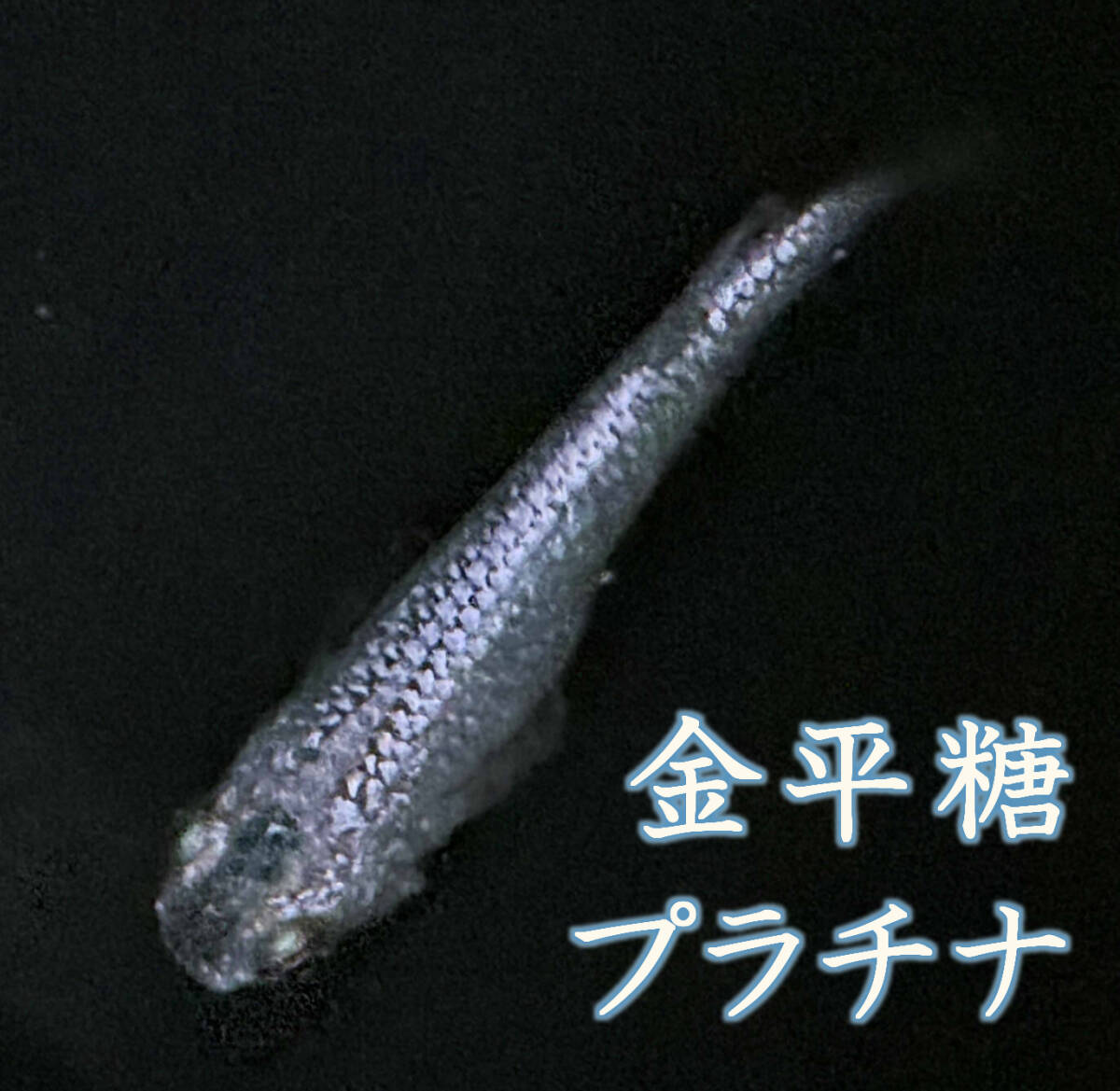 訳あってお買い得！30～80％OFF Yahoo!オークション -「天界」(めだか) (川魚)の落札相場・落札価格 その他