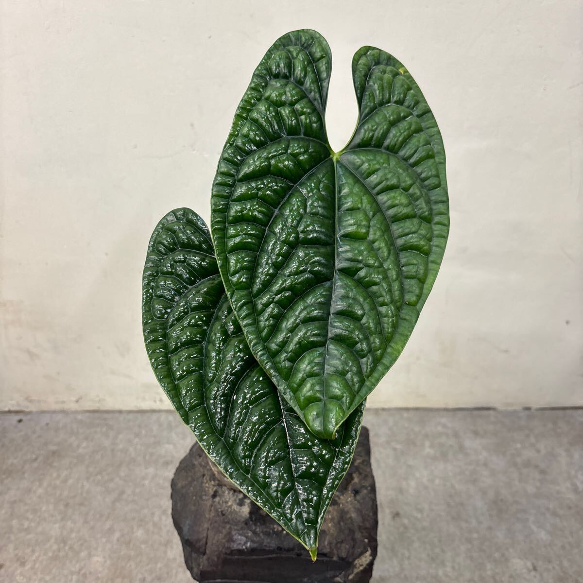 Yahoo!オークション -「anthurium luxurians」の落札相場・落札価格 Yahoo!オークション -「anthurium luxurians」の落札相場・落札価格