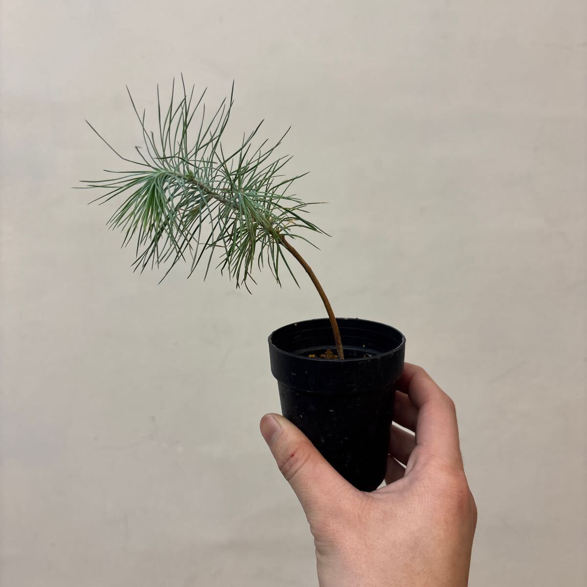 Yahoo!オークション -「マルティネス」(その他) (観葉植物)の Yahoo!オークション -「マルティネス」(その他) (観葉植物)の