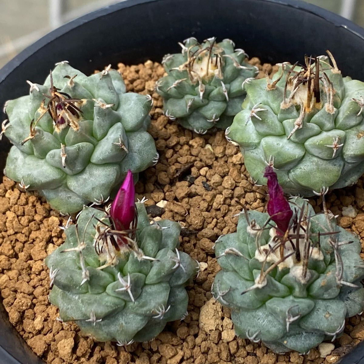 Yahoo!オークション -「サボテン アロンソイ」(観葉植物) の落札 Yahoo!オークション -「サボテン アロンソイ」(観葉植物) の落札