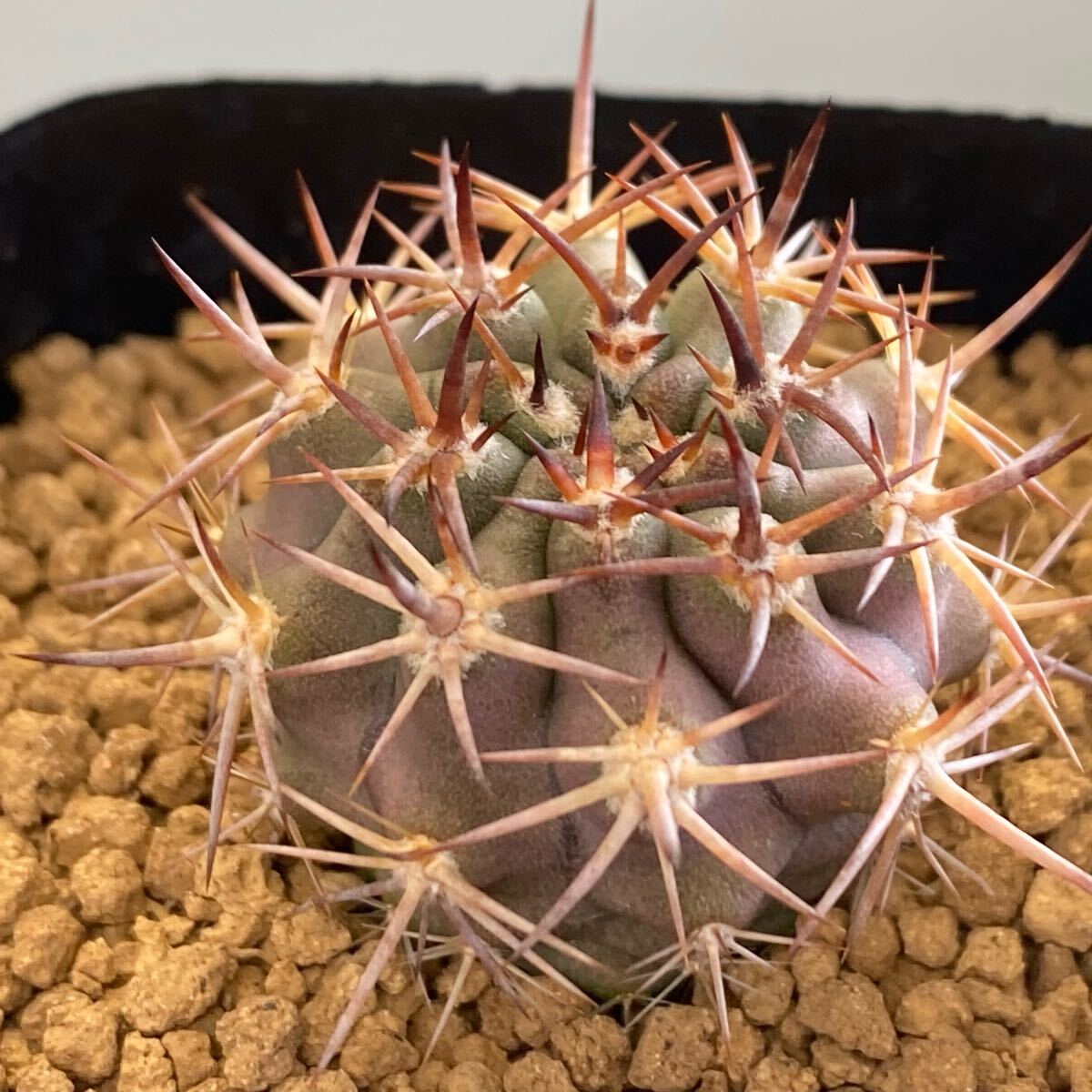 Yahoo!オークション -「:kp」(サボテン) (観葉植物)の落札相場