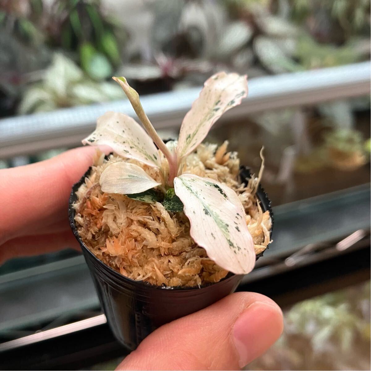 Yahoo!オークション -「ブセファランドラ」(観葉植物) の落札 Yahoo!オークション -「ブセファランドラ」(観葉植物) の落札