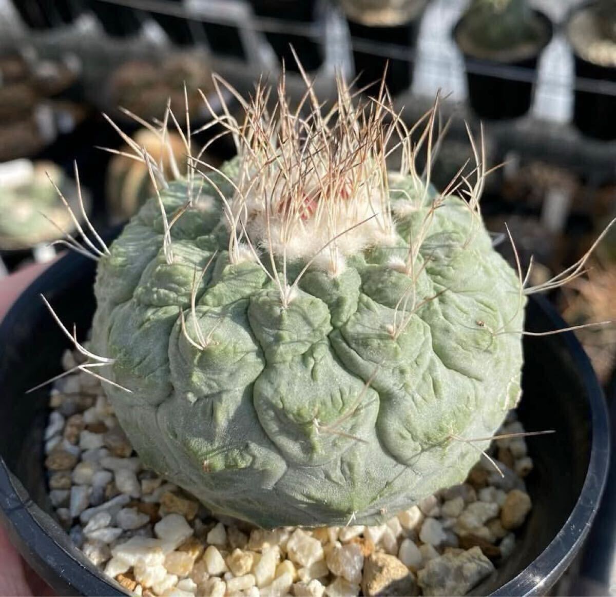 Yahoo!オークション -「サボテン アロンソイ」(観葉植物) の落札 Yahoo!オークション -「サボテン アロンソイ」(観葉植物) の落札