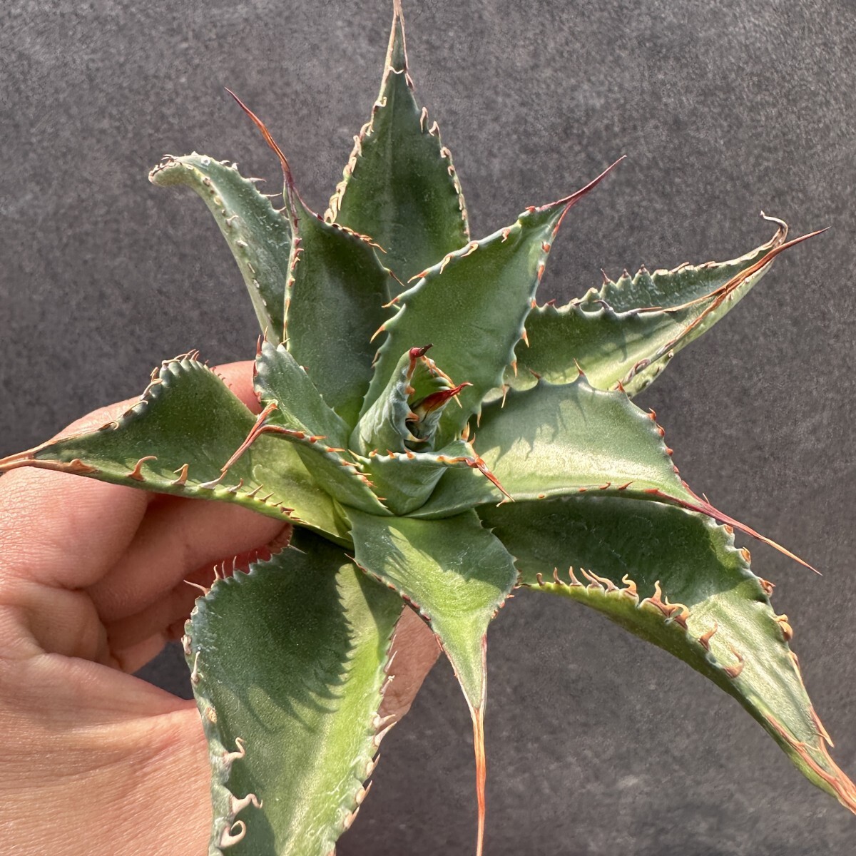 Yahoo!オークション -「ジョーズ」(アガベ) (観葉植物)の落札 Yahoo!オークション -「ジョーズ」(アガベ) (観葉植物)の落札