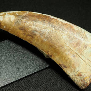 極上!アフロベナトルの歯【Afrovenator abakensis】【42 g】ニジェール産/化石/牙/恐竜