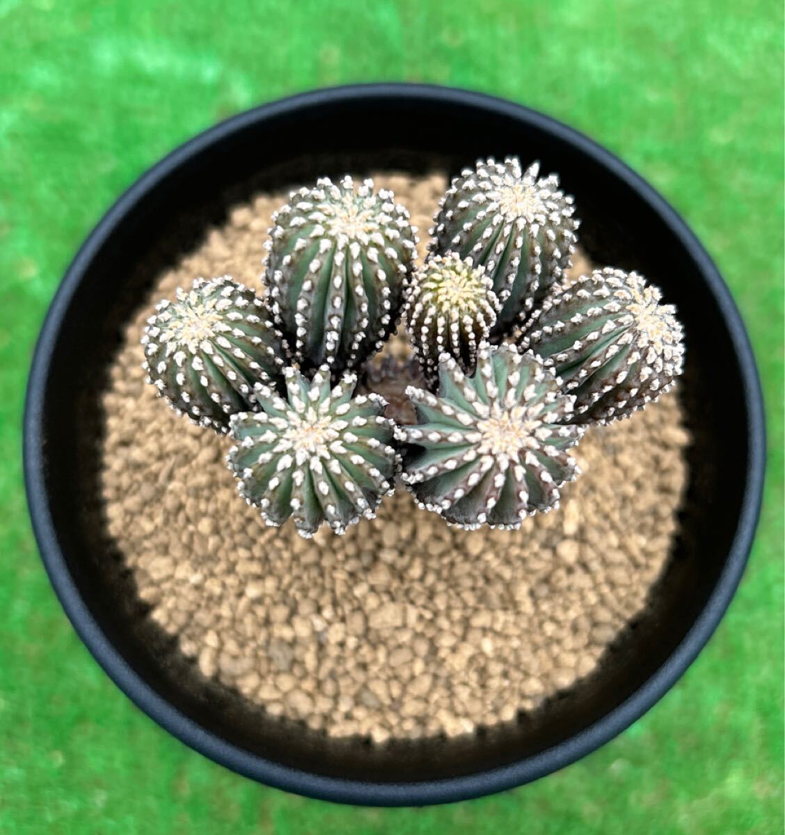 Yahoo!オークション -「メキシカーナ」(サボテン) (観葉植物)の Yahoo!オークション -「メキシカーナ」(サボテン) (観葉植物)の