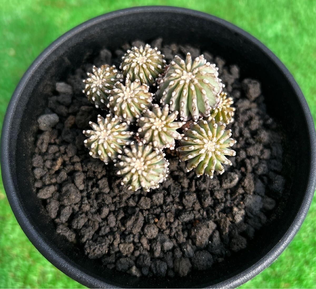 Yahoo!オークション -「メキシカーナ」(サボテン) (観葉植物)の Yahoo!オークション -「メキシカーナ」(サボテン) (観葉植物)の