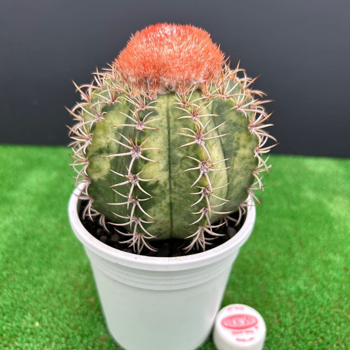 Yahoo!オークション -「カクタス サボテン」(サボテン) (観葉 Yahoo!オークション -「カクタス サボテン」(サボテン) (観葉