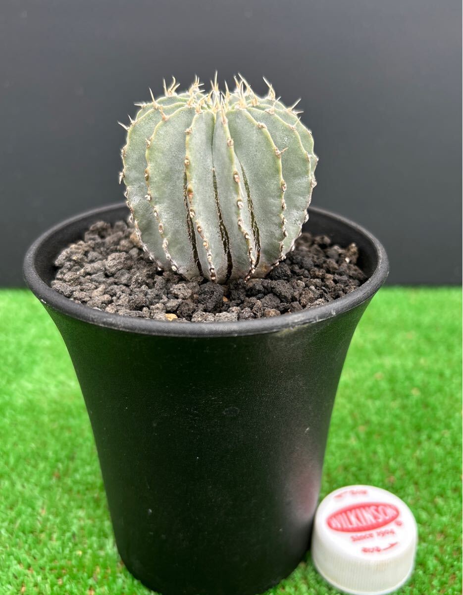 Yahoo!オークション -「メキシカーナ」(サボテン) (観葉植物)の Yahoo!オークション -「メキシカーナ」(サボテン) (観葉植物)の