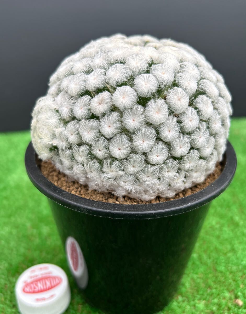 Mammillaria albilanata マミラリア 希望丸 サボテン | plants