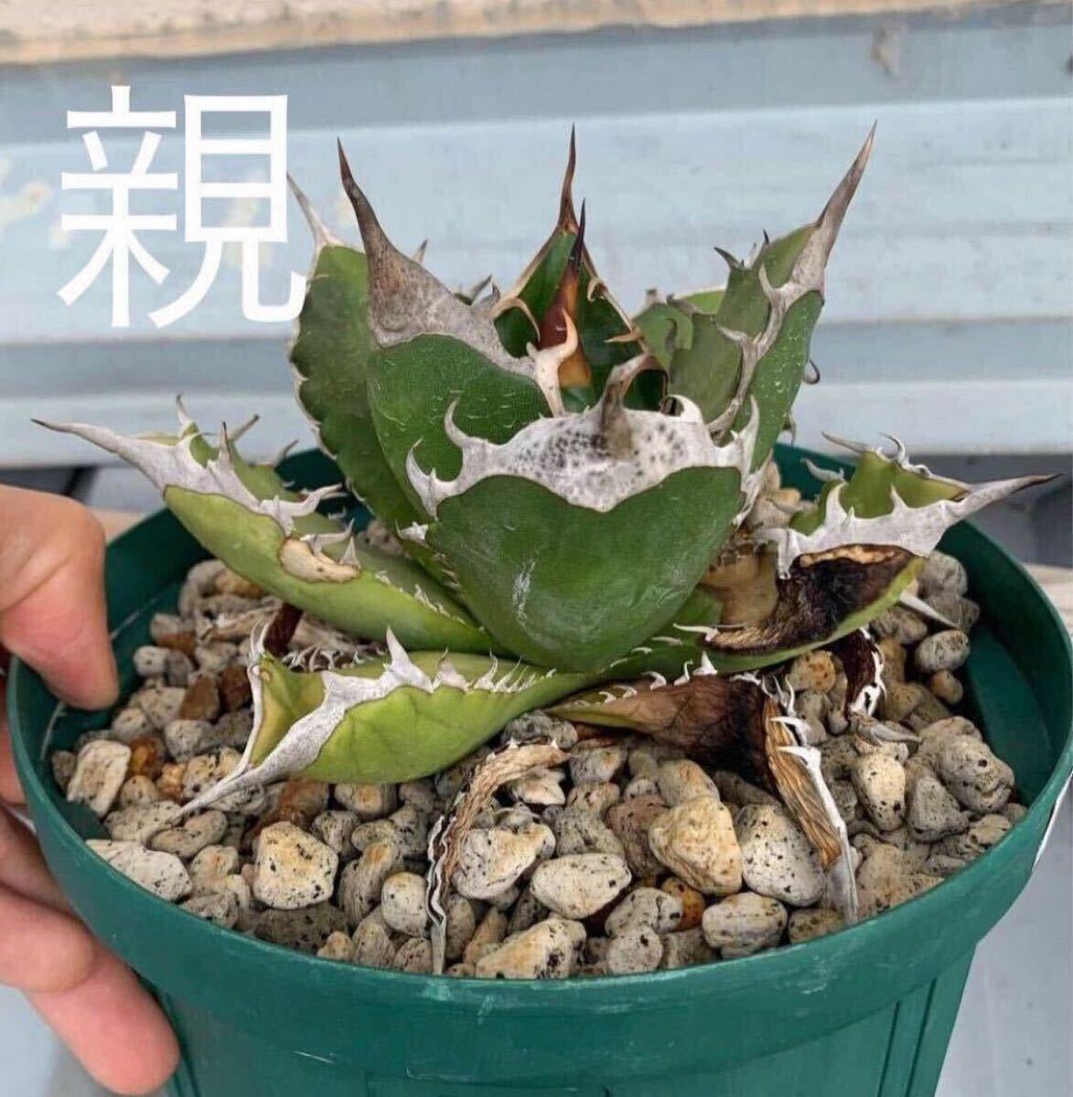 Yahoo!オークション -「農大」(観葉植物) の落札相場・落札価格 Yahoo!オークション -「農大」(観葉植物) の落札相場・落札価格