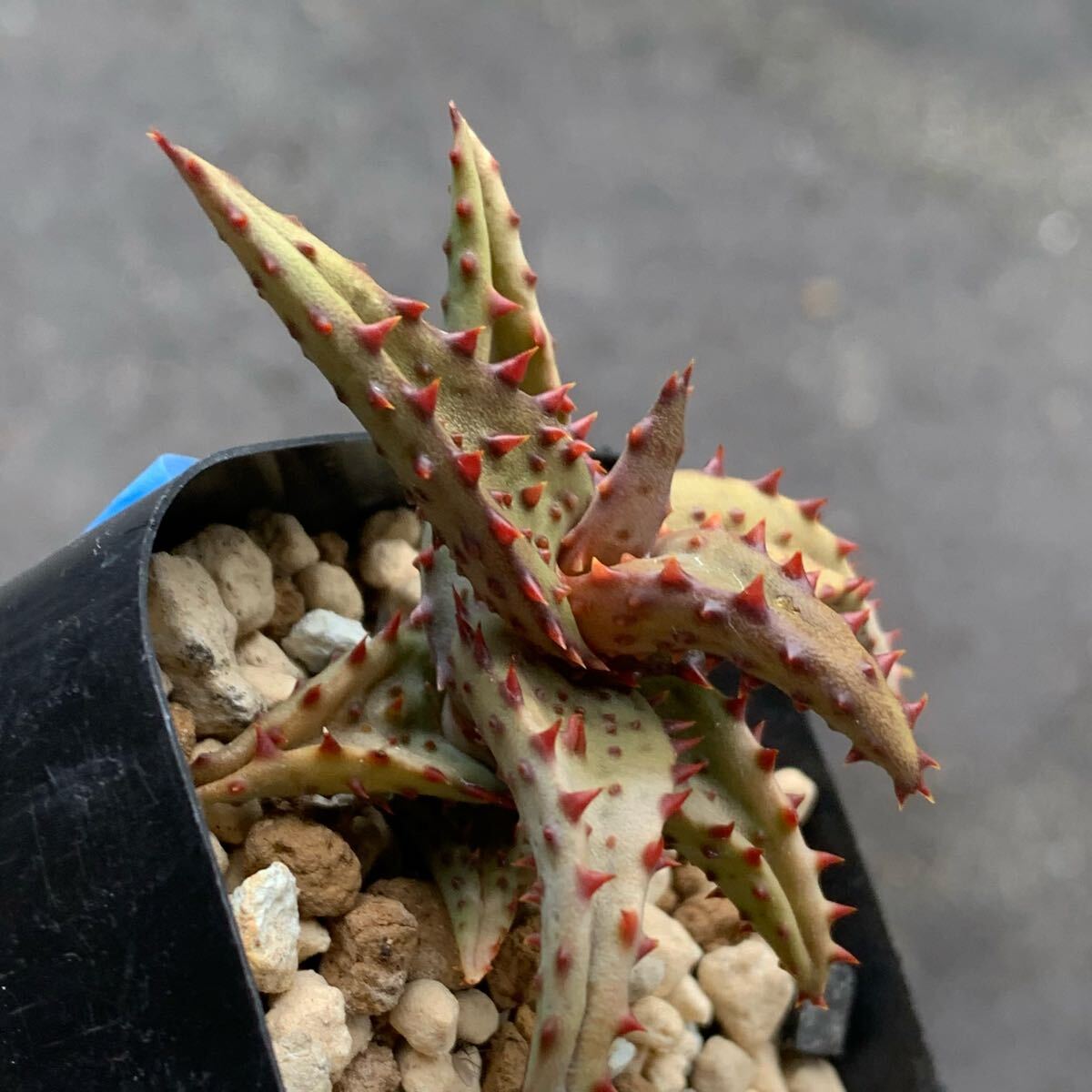 Yahoo!オークション -「aloe castilloniae」の落札相場・落札価格 Yahoo!オークション -「aloe castilloniae」の落札相場・落札価格